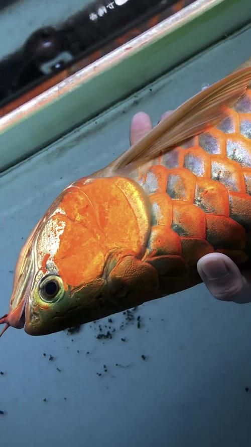 如何辨別徐聞龍魚的真偽？，如何辨別徐聞龍魚的真偽用戶要求1000字說明和配圖