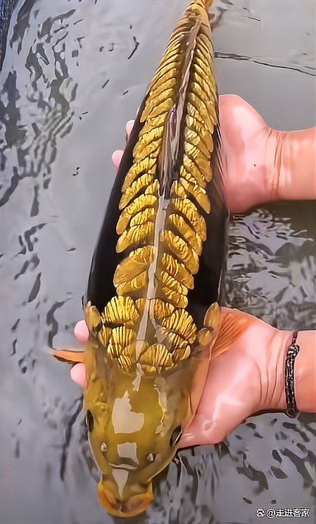 過山龍魚有哪些常見的誤傳，關于過山龍魚的五大誤傳 過山龍魚有哪些常見的誤傳，關于過山龍魚的五大誤傳 龍魚百科 第13張