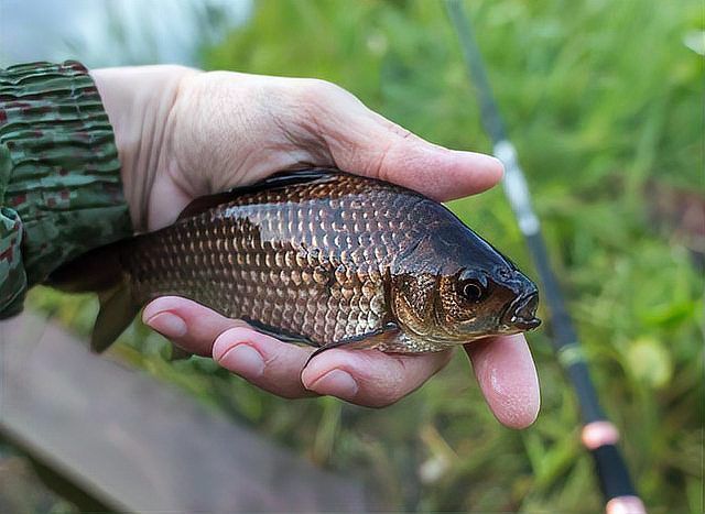 過山龍魚有哪些常見的誤傳，關于過山龍魚的五大誤傳 過山龍魚有哪些常見的誤傳，關于過山龍魚的五大誤傳 龍魚百科 第14張