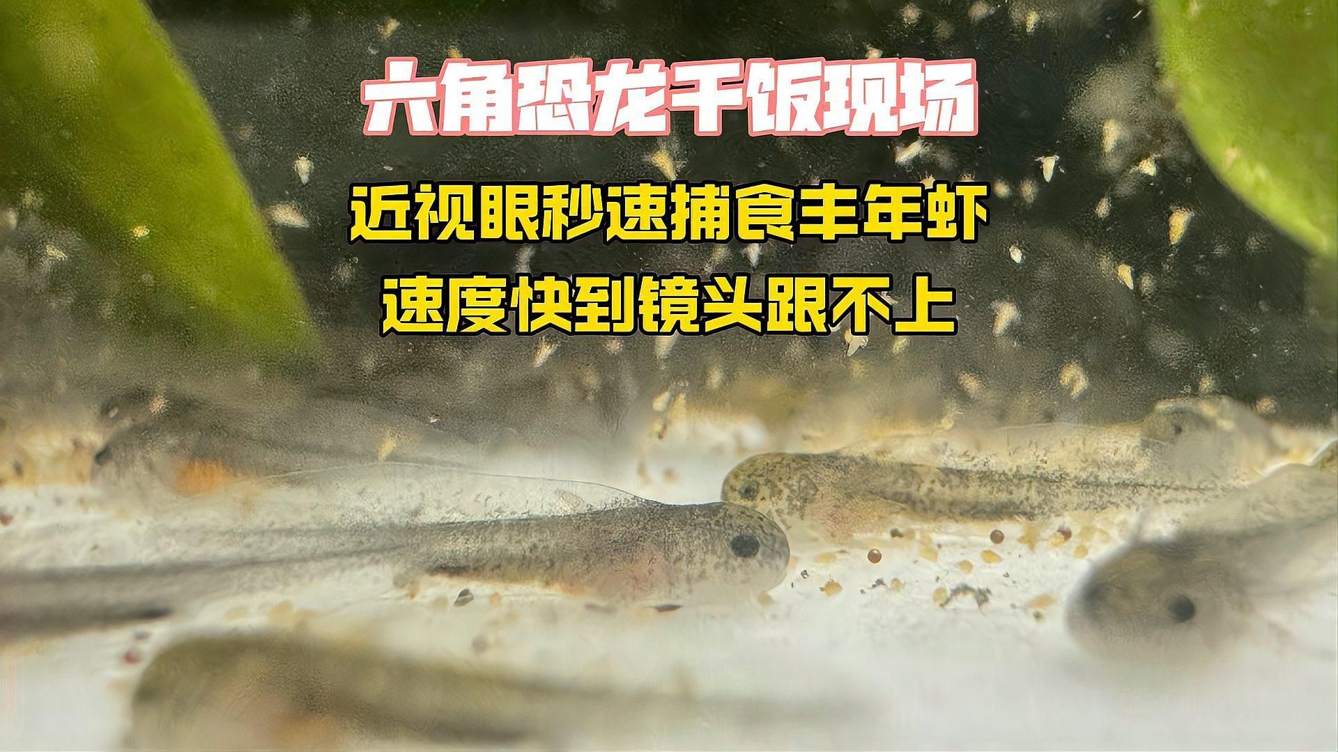 如何判斷六角龍是否吃飽，如何判斷六角龍吃飽 如何判斷六角龍是否吃飽，如何判斷六角龍吃飽 龍魚百科 第6張