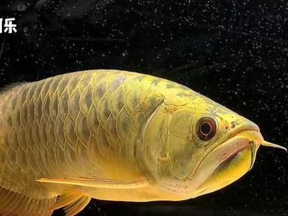 金頭過背金龍魚有哪些品系之分？，金頭過背金龍魚是一種觀賞魚 金頭過背金龍魚有哪些品系之分？，金頭過背金龍魚是一種觀賞魚 龍魚百科 第19張