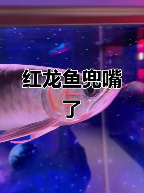 龍魚嘴掉皮后應該如何護理？，龍魚嘴部掉皮后應該如何護理， 龍魚嘴掉皮后應該如何護理？，龍魚嘴部掉皮后應該如何護理， 龍魚百科 第8張