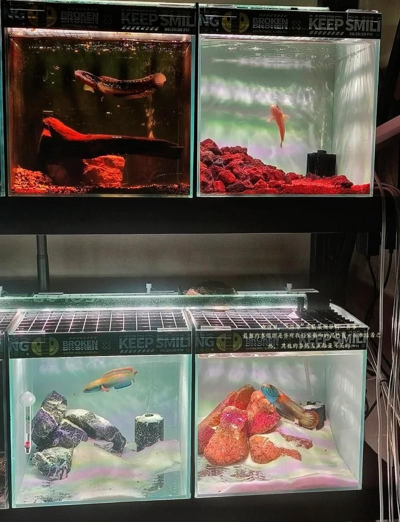 27種龍魚排名中哪個性價比最高？，27種龍魚性價比最高的龍魚排名，高背金龍魚價格親民