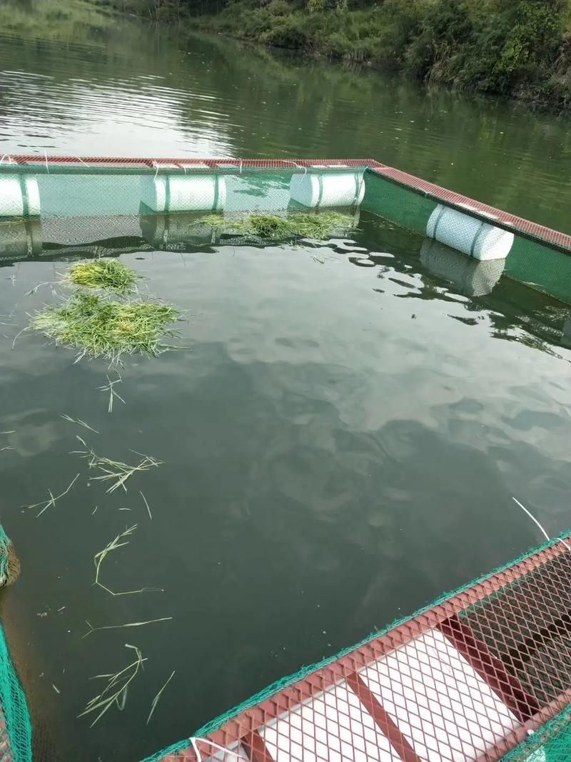 廣河龍魚養殖有哪些成功案例，廣河龍魚養殖業成功案例（如永靖縣、臨夏回族自治州廣河縣） 廣河龍魚養殖有哪些成功案例，廣河龍魚養殖業成功案例（如永靖縣、臨夏回族自治州廣河縣） 龍魚百科 第4張