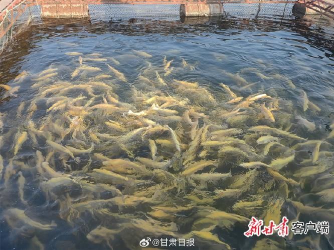 廣河龍魚養殖有哪些成功案例，廣河龍魚養殖業成功案例（如永靖縣、臨夏回族自治州廣河縣） 廣河龍魚養殖有哪些成功案例，廣河龍魚養殖業成功案例（如永靖縣、臨夏回族自治州廣河縣） 龍魚百科 第2張