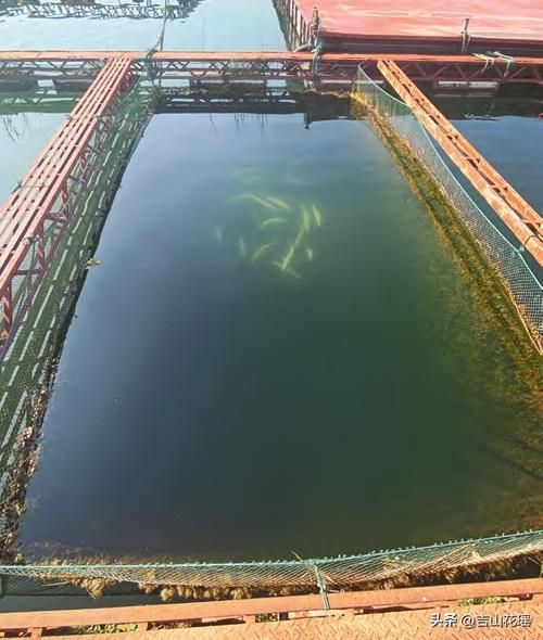 廣河龍魚養殖有哪些成功案例，廣河龍魚養殖業成功案例（如永靖縣、臨夏回族自治州廣河縣）