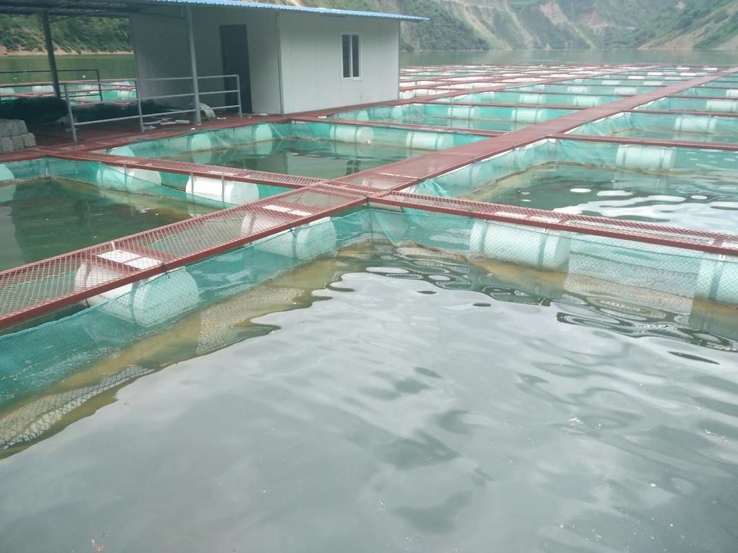 廣河龍魚養殖有哪些成功案例，廣河龍魚養殖業成功案例（如永靖縣、臨夏回族自治州廣河縣） 廣河龍魚養殖有哪些成功案例，廣河龍魚養殖業成功案例（如永靖縣、臨夏回族自治州廣河縣） 龍魚百科 第3張