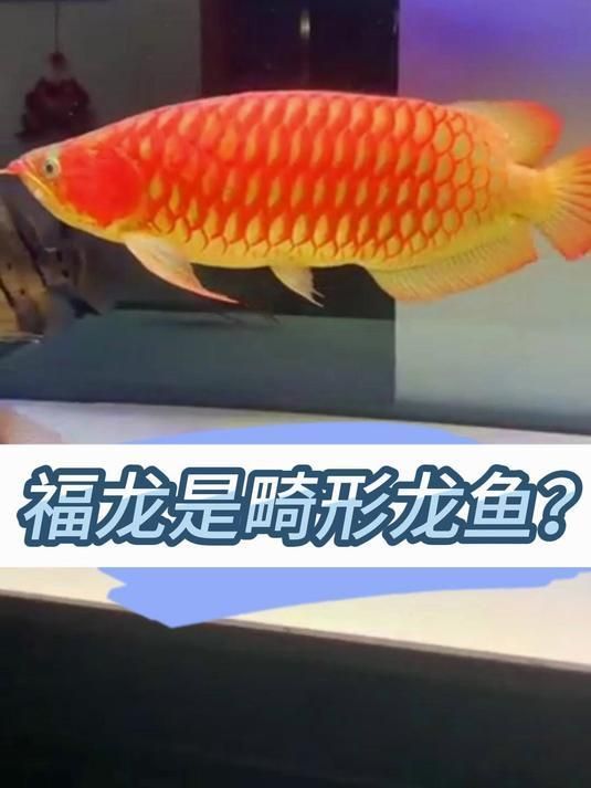 如何鑒別一條龍魚是否是福龍 如何鑒別一條龍魚是否是福龍 龍魚百科 第2張