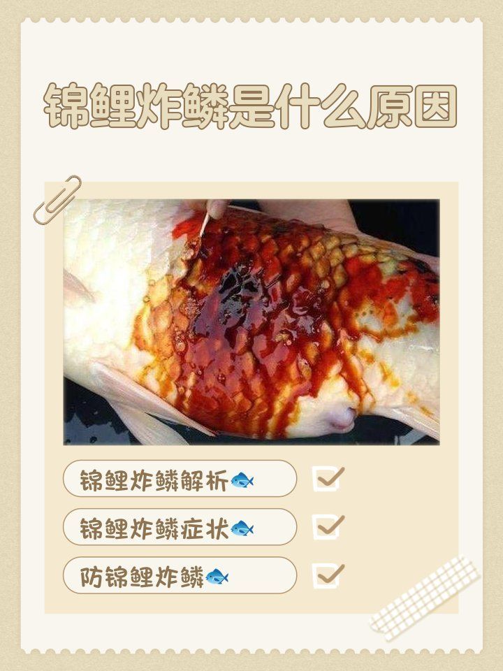 如何判斷錦鯉是否感染炸鱗病，如何判斷錦鯉是否感染了炸鱗病