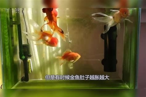 金魚身體腫脹,鱗片豎起來，金魚肚子脹大和鱗片豎起的典型癥狀