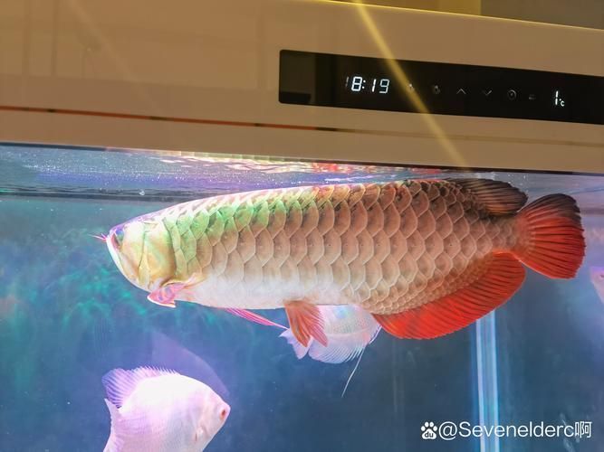 紅金龍魚的生活習性，紅金龍魚養(yǎng)護指南 紅金龍魚的生活習性，紅金龍魚養(yǎng)護指南 龍魚百科 第4張