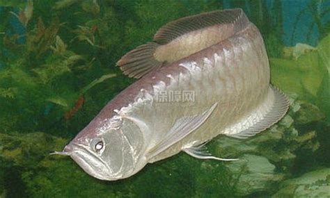 有哪些適合與銀龍魚(yú)苗混養(yǎng)的魚(yú)？，哪些魚(yú)類(lèi)適合與銀龍魚(yú)苗混養(yǎng)