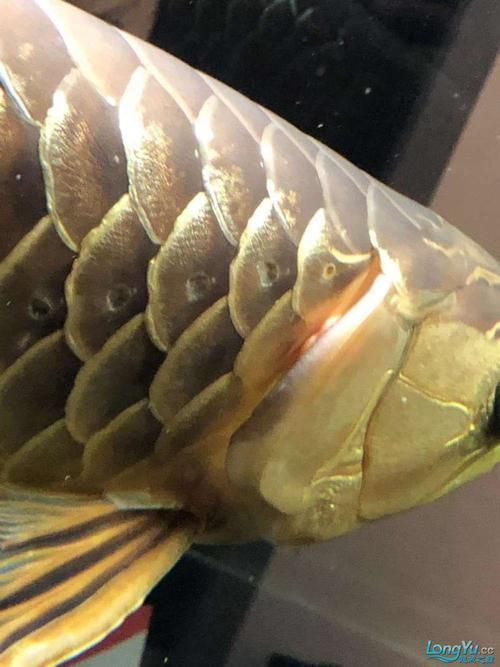 如何區(qū)分龍魚嘴上的肉粒是腫瘤還是感染？，如何區(qū)分龍魚嘴上的肉粒 如何區(qū)分龍魚嘴上的肉粒是腫瘤還是感染？，如何區(qū)分龍魚嘴上的肉粒 龍魚百科 第2張