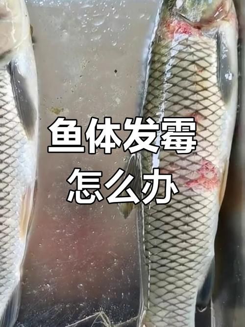 能否提供更多關(guān)于魚真菌和細(xì)菌的圖片