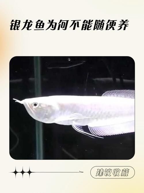 如何辨別白化銀龍魚的品質，如何辨別白化銀龍魚