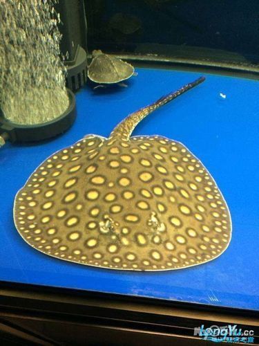 哪個(gè)品牌的龍魚(yú)缸質(zhì)量最好？，哪個(gè)品牌的龍魚(yú)缸性價(jià)比最高？
