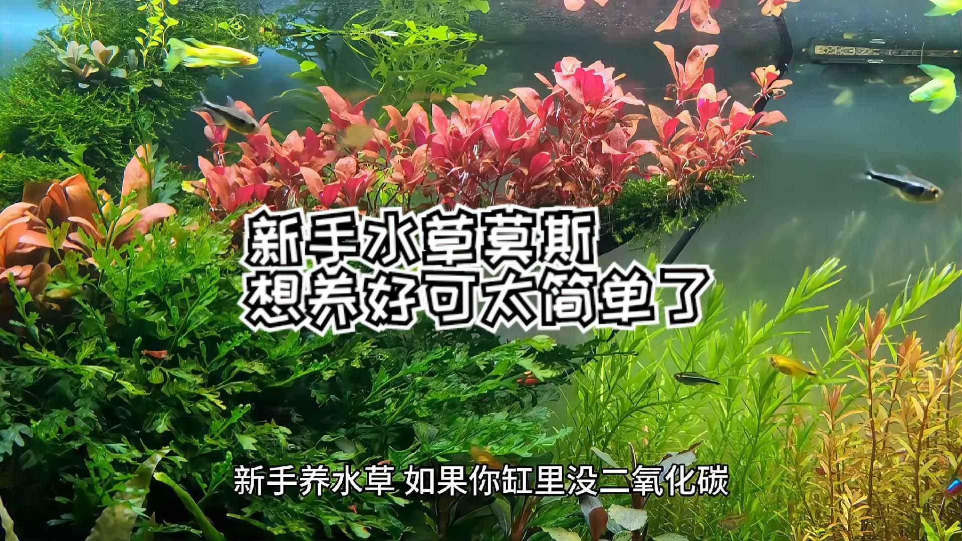 曼龍魚需要哪些水草，曼龍魚的水草搭配指南， 曼龍魚需要哪些水草，曼龍魚的水草搭配指南， 龍魚百科 第2張