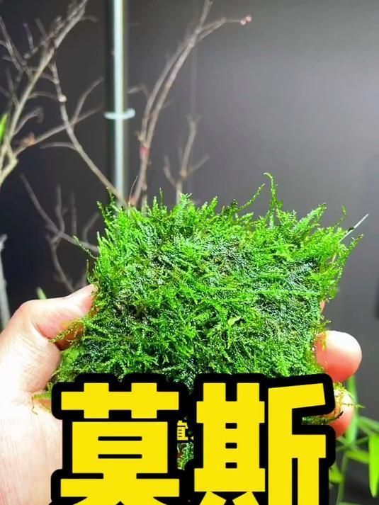 曼龍魚需要哪些水草，曼龍魚的水草搭配指南， 曼龍魚需要哪些水草，曼龍魚的水草搭配指南， 龍魚百科 第1張