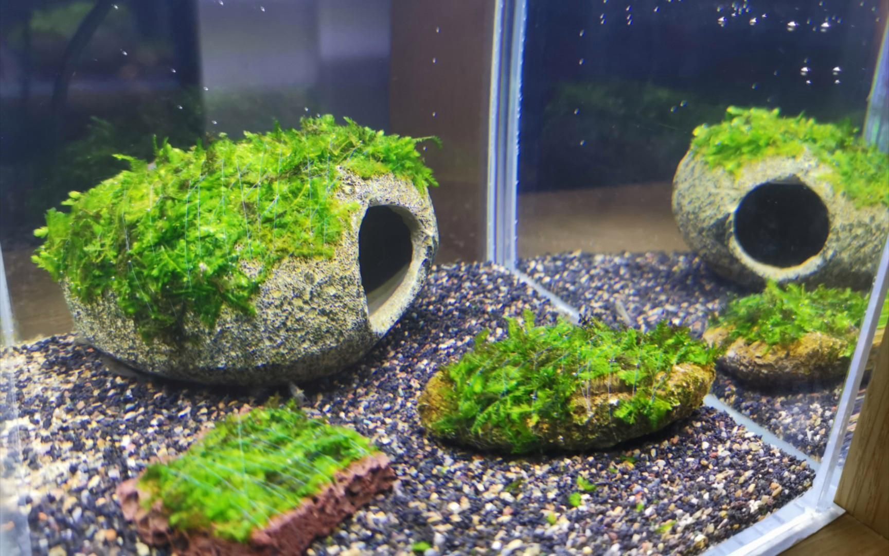 曼龍魚需要哪些水草，曼龍魚的水草搭配指南， 曼龍魚需要哪些水草，曼龍魚的水草搭配指南， 龍魚百科 第4張