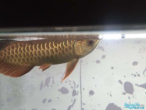 龍魚浮頭后如何恢復投喂，龍魚浮頭后如何吸除殘餌