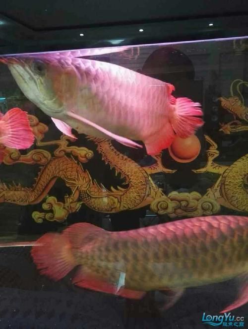 龍魚浮頭后如何恢復投喂，龍魚浮頭后如何吸除殘餌
