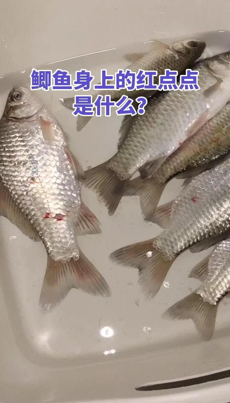 魚身上長紅點后如何治療，魚身上長紅點可能是由多種原因引起的，鯽魚紅點病別慌