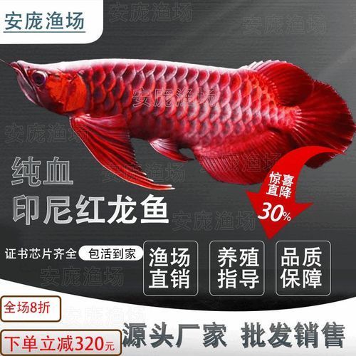 哪里可以買到最便宜的紅龍魚苗？，哪里能買到最便宜的紅龍魚苗？