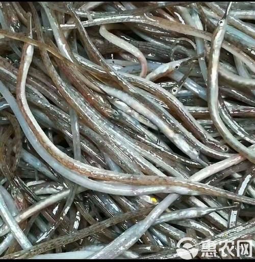 秦皇島天品市場的“海龍魚”是什么？，秦皇島天品市場的“海龍魚” 秦皇島天品市場的“海龍魚”是什么？，秦皇島天品市場的“海龍魚” 龍魚百科 第3張