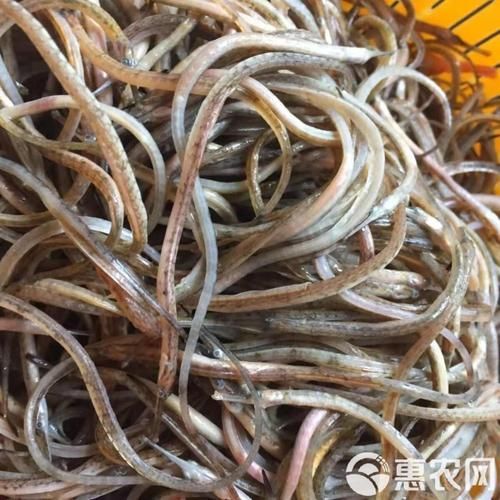 秦皇島天品市場的“海龍魚”是什么？，秦皇島天品市場的“海龍魚” 秦皇島天品市場的“海龍魚”是什么？，秦皇島天品市場的“海龍魚” 龍魚百科 第6張
