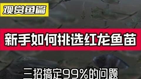 如何挑選一條好的紅龍魚？，如何挑選一條好的紅龍魚
