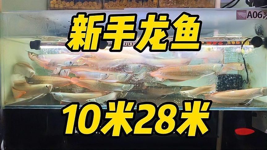 給我推薦一些入門級(jí)的龍魚品種，新手養(yǎng)龍魚選對(duì)品種很重要 給我推薦一些入門級(jí)的龍魚品種，新手養(yǎng)龍魚選對(duì)品種很重要 龍魚百科