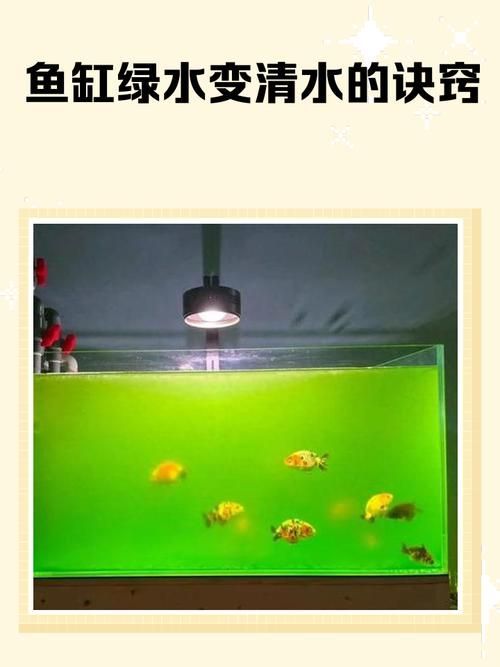 如何判斷魚缸綠水是否過多？
