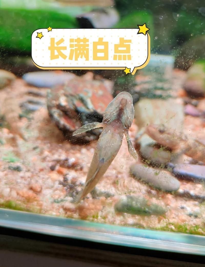 龍魚身上白色絮狀物會(huì)消失嗎？