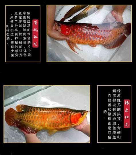 除了上述顏色，還有哪些龍魚小苗顏色昂貴？，哪些龍魚小苗顏色昂貴？