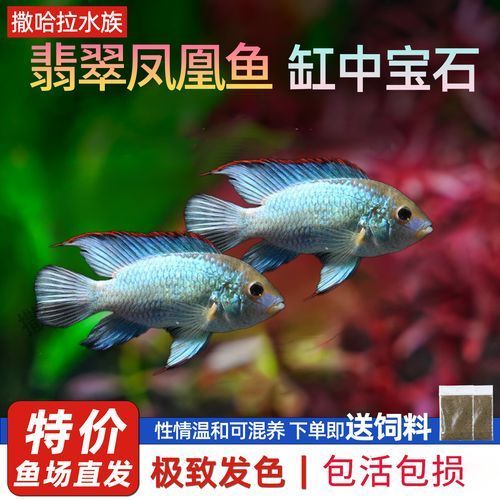 翡翠鳳凰魚的價格是多少？，翡翠鳳凰魚價格是多少 翡翠鳳凰魚的價格是多少？，翡翠鳳凰魚價格是多少 龍魚百科 第1張