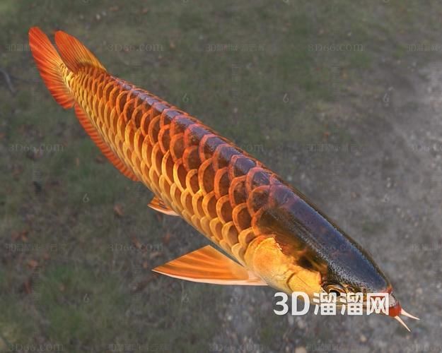 推薦幾款現(xiàn)代過背金龍的圖片,推薦幾款現(xiàn)代過背金龍的圖片,紫艷過背金龍的市場價格是多少 龍魚百科 第9張 推薦幾款現(xiàn)代過背金龍的圖片,推薦幾款現(xiàn)代過背金龍的圖片,紫艷過背金龍的市場價格是多少 推薦幾款現(xiàn)代過背金龍的圖片,推薦幾款現(xiàn)代過背金龍的圖片,紫艷過背金龍的市場價格是多少 龍魚百科 第9張