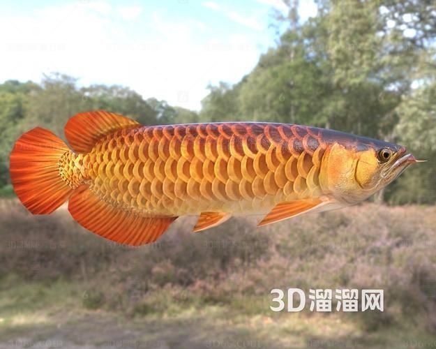 推薦幾款現(xiàn)代過背金龍的圖片,推薦幾款現(xiàn)代過背金龍的圖片,紫艷過背金龍的市場價格是多少 龍魚百科 第10張 推薦幾款現(xiàn)代過背金龍的圖片,推薦幾款現(xiàn)代過背金龍的圖片,紫艷過背金龍的市場價格是多少 推薦幾款現(xiàn)代過背金龍的圖片,推薦幾款現(xiàn)代過背金龍的圖片,紫艷過背金龍的市場價格是多少 龍魚百科 第10張