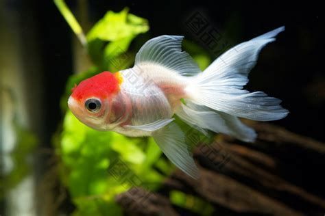 龍睛和蝶尾哪個好，龍睛和蝶尾哪個好,龍睛金魚（龍眼）與蝶尾金魚詳細對比 龍睛和蝶尾哪個好，龍睛和蝶尾哪個好,龍睛金魚（龍眼）與蝶尾金魚詳細對比 龍魚百科 第2張