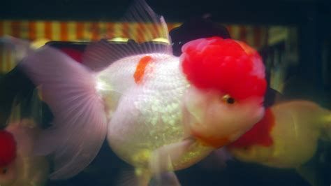 龍睛和蝶尾哪個好，龍睛和蝶尾哪個好,龍睛金魚（龍眼）與蝶尾金魚詳細對比 龍睛和蝶尾哪個好，龍睛和蝶尾哪個好,龍睛金魚（龍眼）與蝶尾金魚詳細對比 龍魚百科 第1張