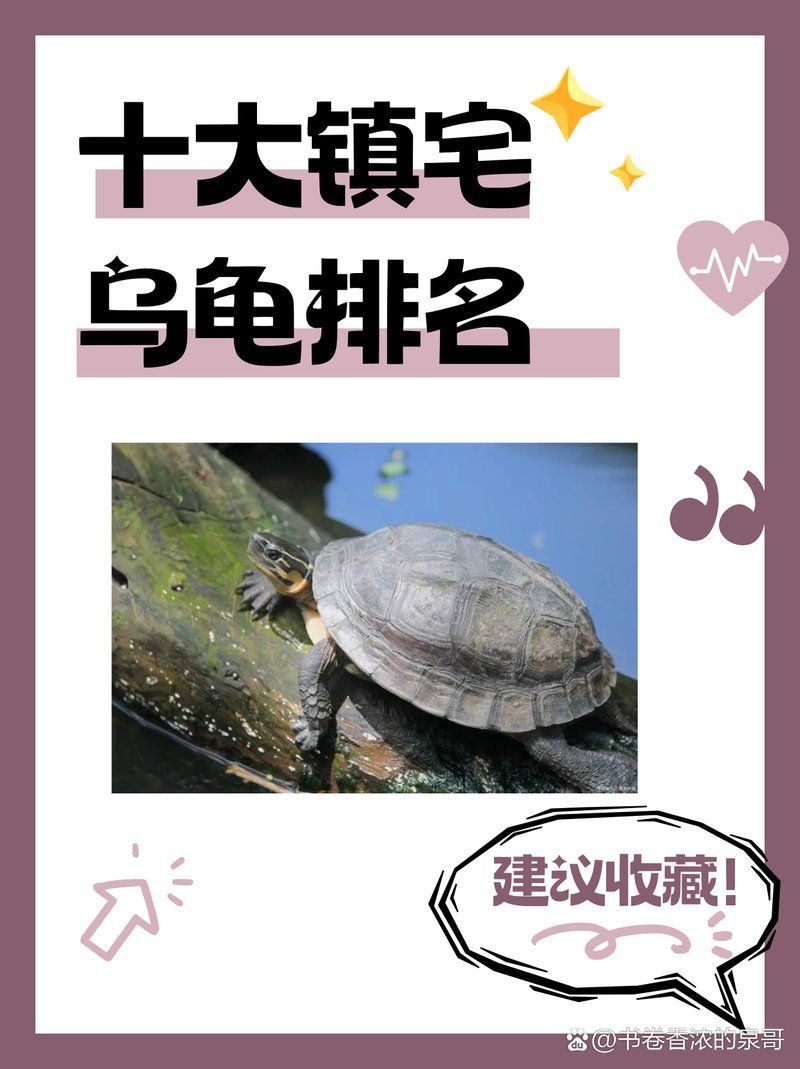 如何挑選鎮宅龜，如何挑選一只真正適合鎮宅的龜 如何挑選鎮宅龜，如何挑選一只真正適合鎮宅的龜 龍魚百科 第1張