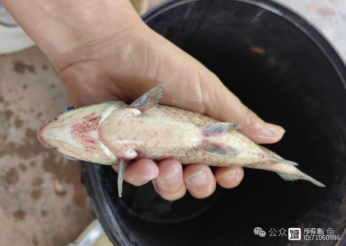 如何預防魚鰭充血復發,如何預防魚鰭充血 龍魚百科 第5張 如何預防魚鰭充血復發,如何預防魚鰭充血 如何預防魚鰭充血復發,如何預防魚鰭充血 龍魚百科 第5張
