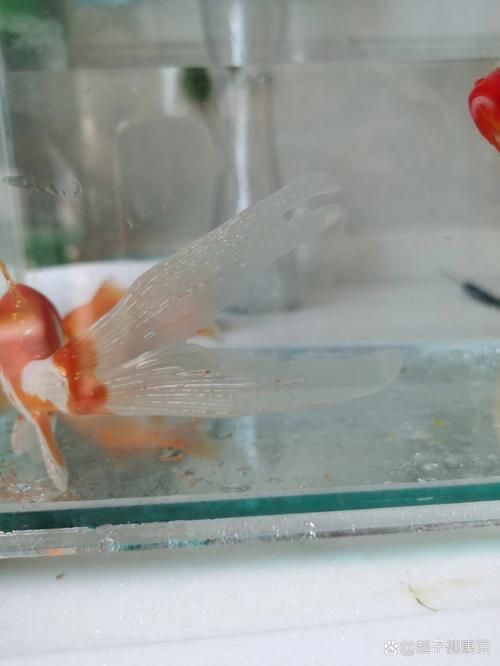 如何預防魚鰭充血復發,如何預防魚鰭充血 龍魚百科 第3張 如何預防魚鰭充血復發,如何預防魚鰭充血 如何預防魚鰭充血復發,如何預防魚鰭充血 龍魚百科 第3張
