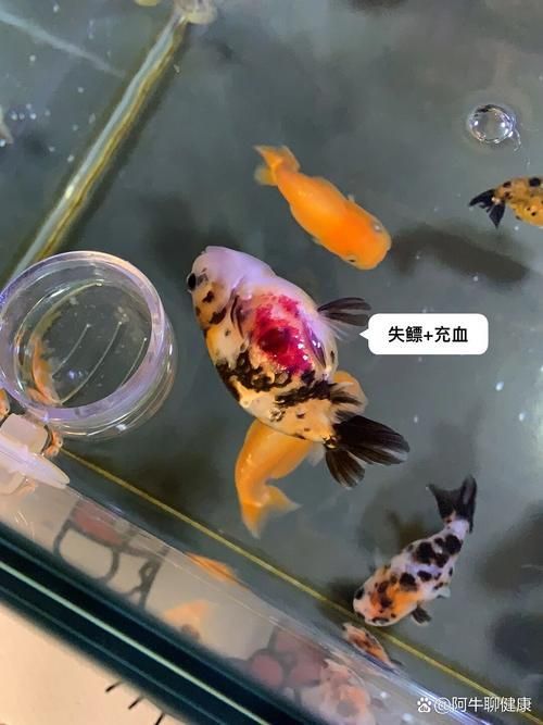 如何預防魚鰭充血復發,如何預防魚鰭充血 龍魚百科 第4張 如何預防魚鰭充血復發,如何預防魚鰭充血 如何預防魚鰭充血復發,如何預防魚鰭充血 龍魚百科 第4張