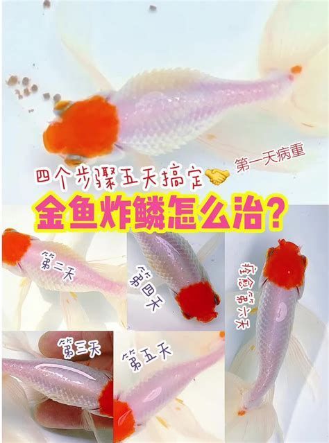 金魚炸鱗的原因，關于金魚炸鱗的詳細分析