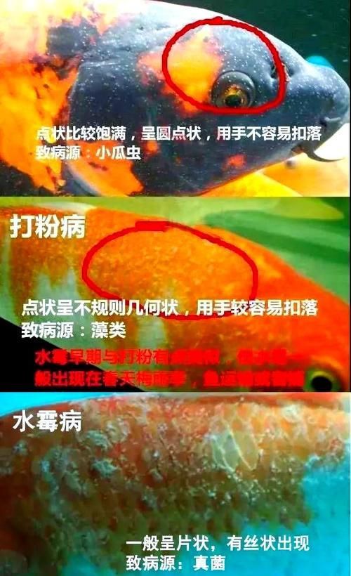 給我一些預防金龍魚常見病的圖片，金龍魚常見病及其預防方法