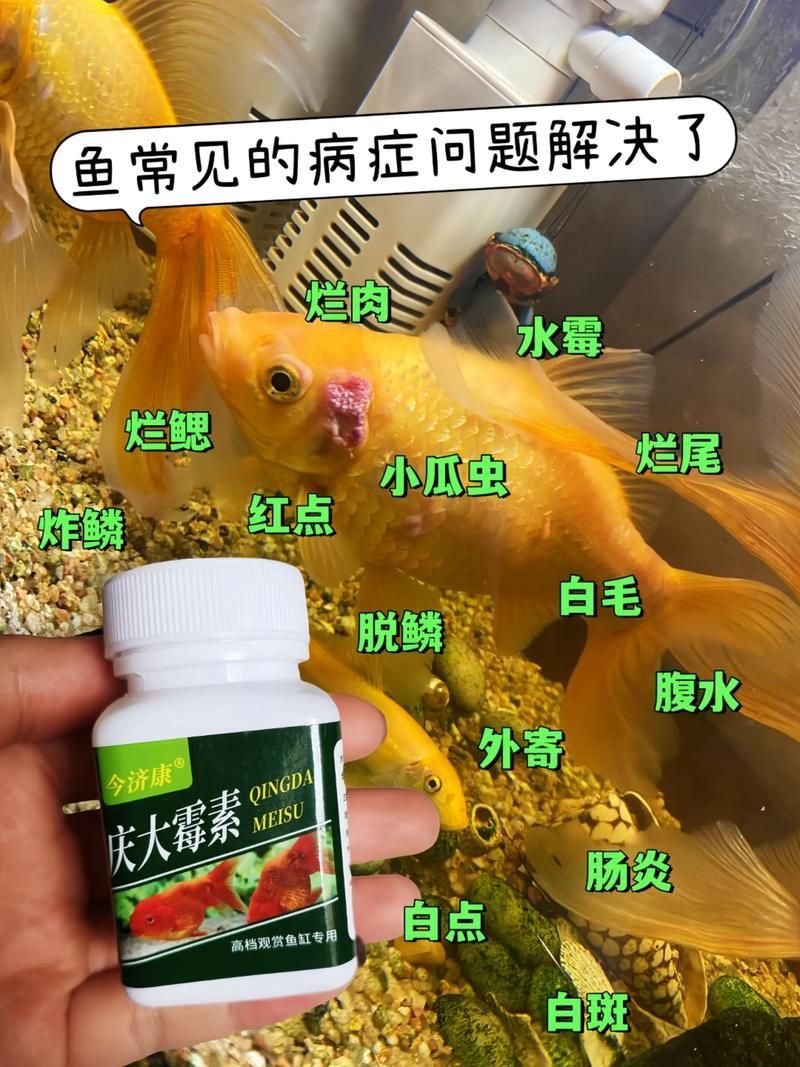 給我一些預防金龍魚常見病的圖片，金龍魚常見病及其預防方法