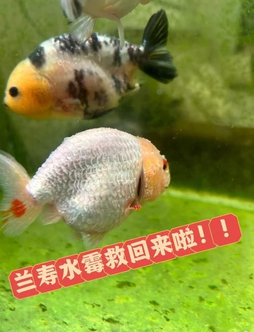 給我一些預防金龍魚常見病的圖片，金龍魚常見病及其預防方法