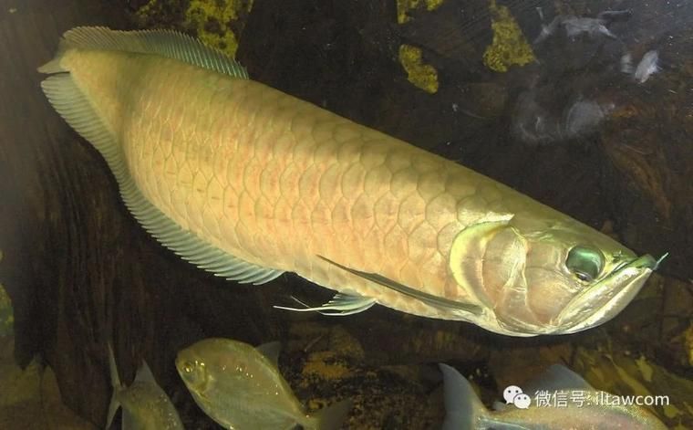 金龍魚和銀龍魚哪個更受歡迎?,盤點金龍魚和銀龍魚的區別秒懂百科 龍魚百科 第4張 金龍魚和銀龍魚哪個更受歡迎?,盤點金龍魚和銀龍魚的區別秒懂百科 金龍魚和銀龍魚哪個更受歡迎?,盤點金龍魚和銀龍魚的區別秒懂百科 龍魚百科 第4張