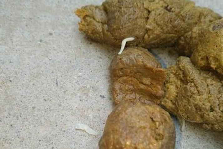 有哪些常見的寄生蟲感染癥狀，關于寄生蟲感染