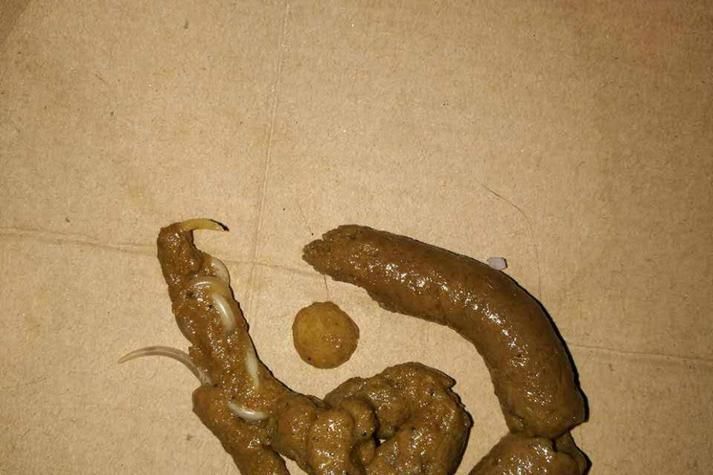 有哪些常見的寄生蟲感染癥狀，關于寄生蟲感染